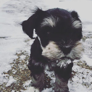 Meet your Posher, Maggie